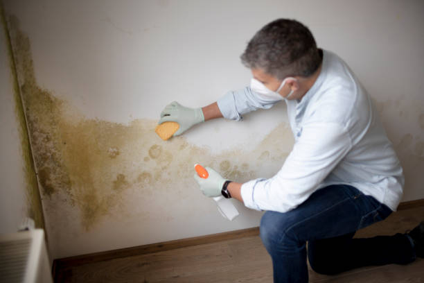 Best Forensic Mold Investigation  in Clay City, KY