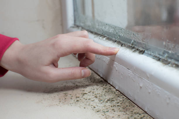 Best Mold Prevention Services  in Clay City, KY